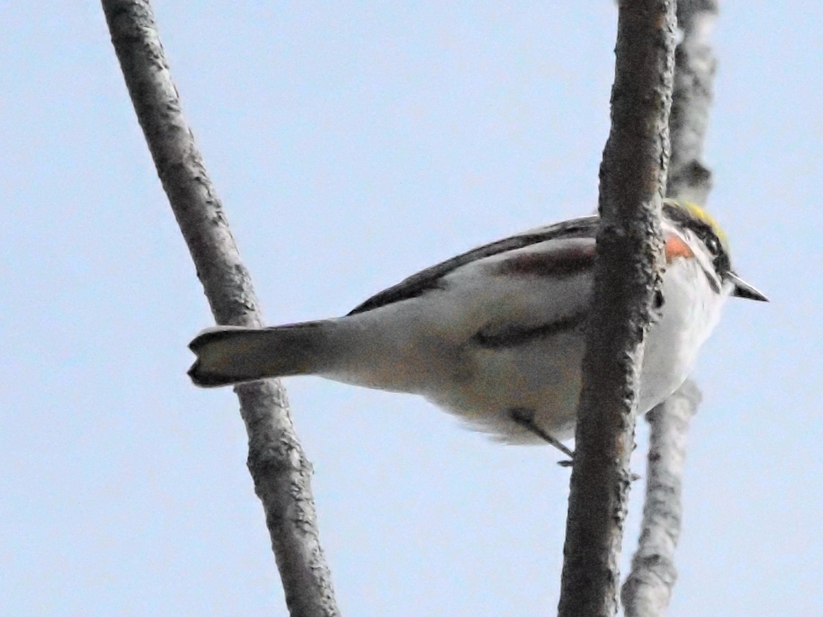 Chestnut-sided Warbler - Jonine Dewitte