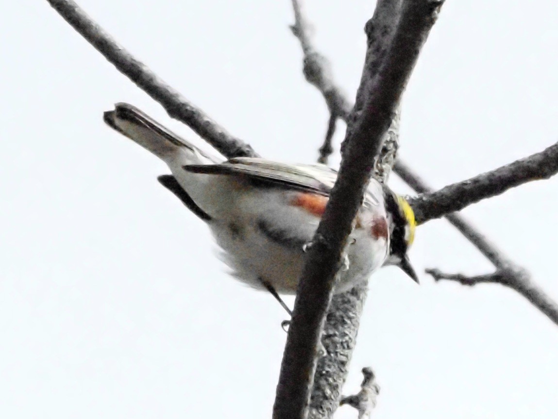 Chestnut-sided Warbler - ML624149147