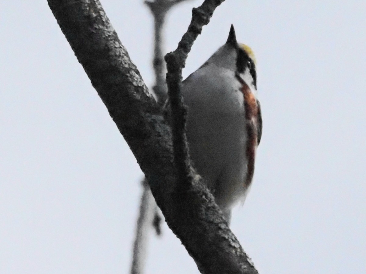 Chestnut-sided Warbler - ML624149148