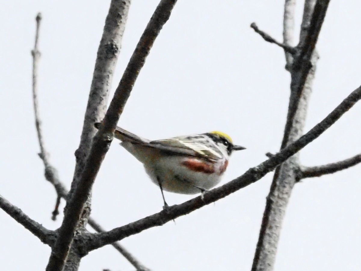 Chestnut-sided Warbler - ML624149149