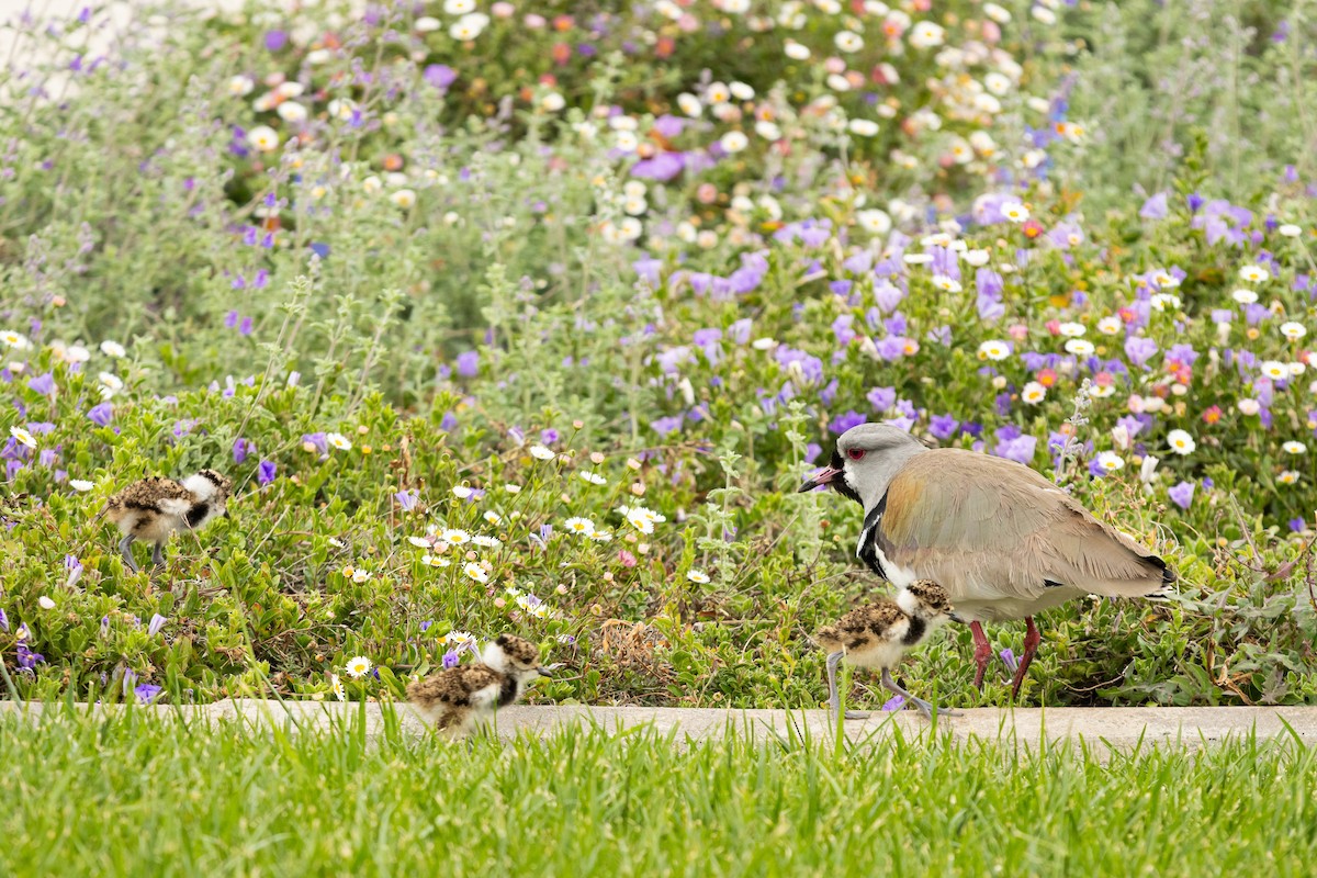 Southern Lapwing (chilensis/fretensis) - ML624149150