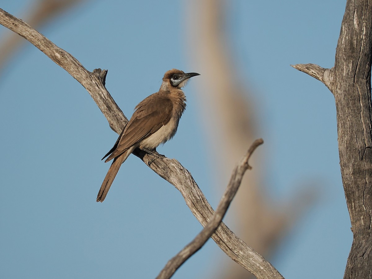 Little Friarbird - ML624149172