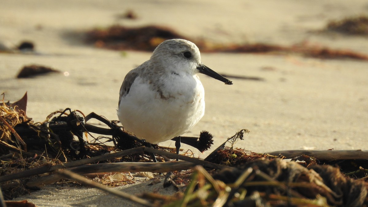 Bécasseau sanderling - ML624149173