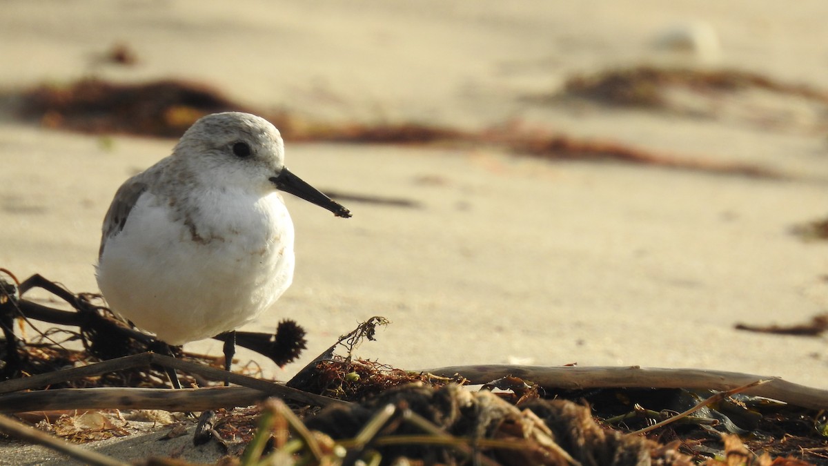 Bécasseau sanderling - ML624149174