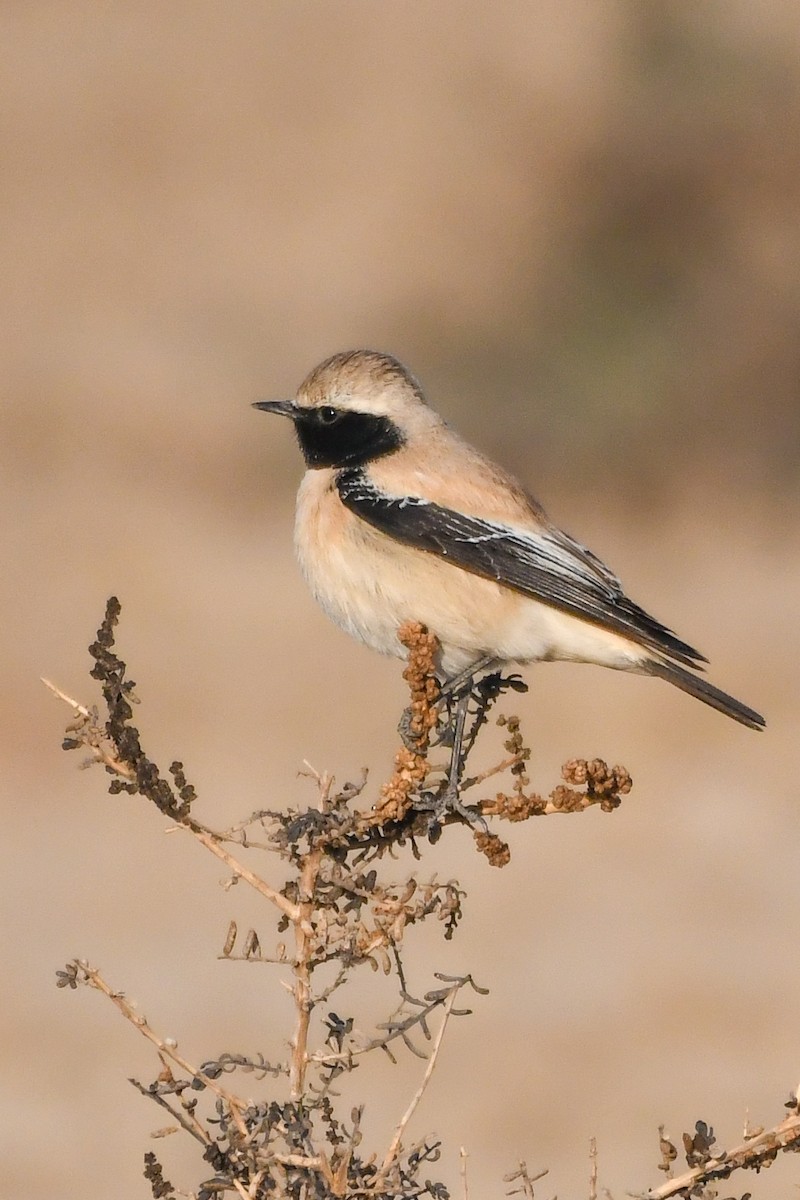 Desert Wheatear - ML624149177