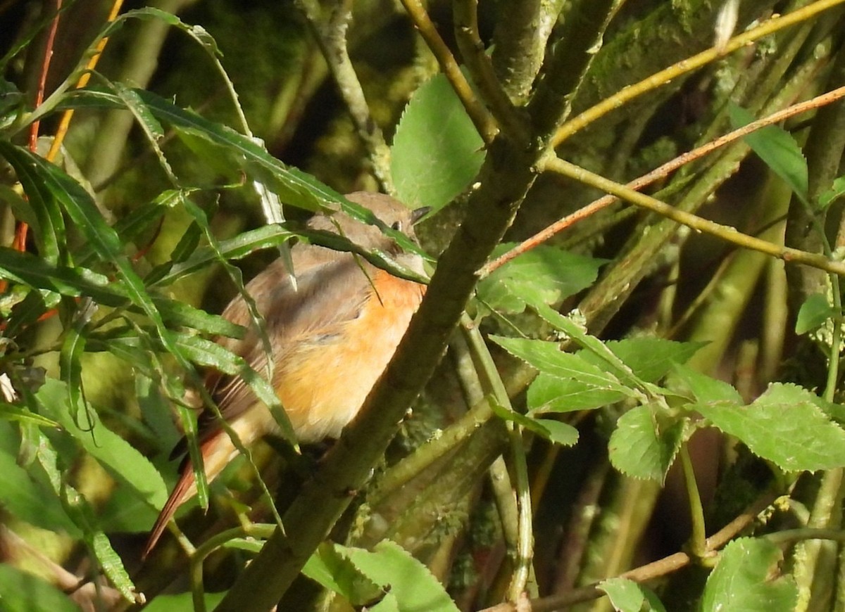 Common Redstart (Common) - ML624149182