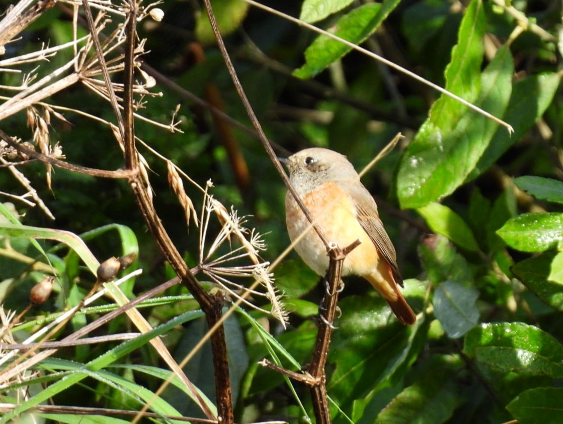 Common Redstart (Common) - ML624149185