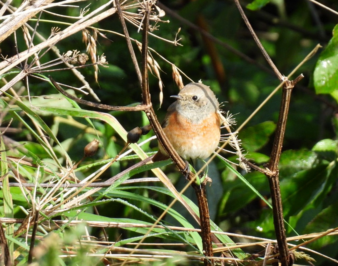 Common Redstart (Common) - ML624149186