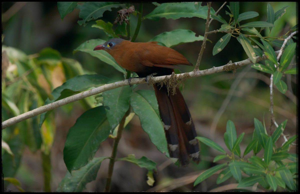 Black-bellied Cuckoo - ML624149223