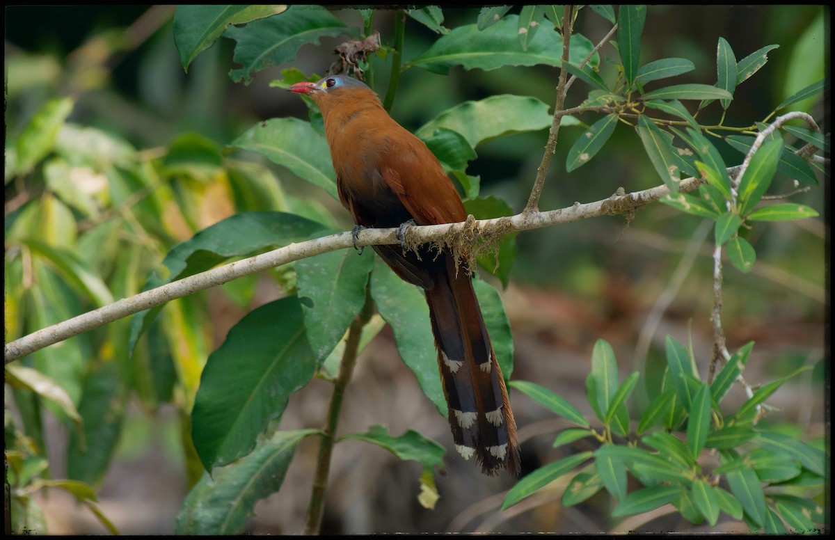 Black-bellied Cuckoo - ML624149224