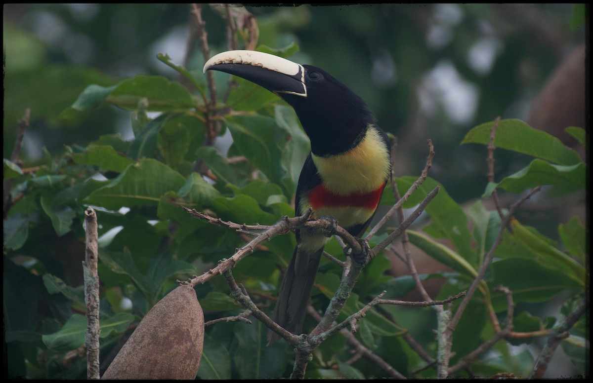 Black-necked Aracari - ML624149232