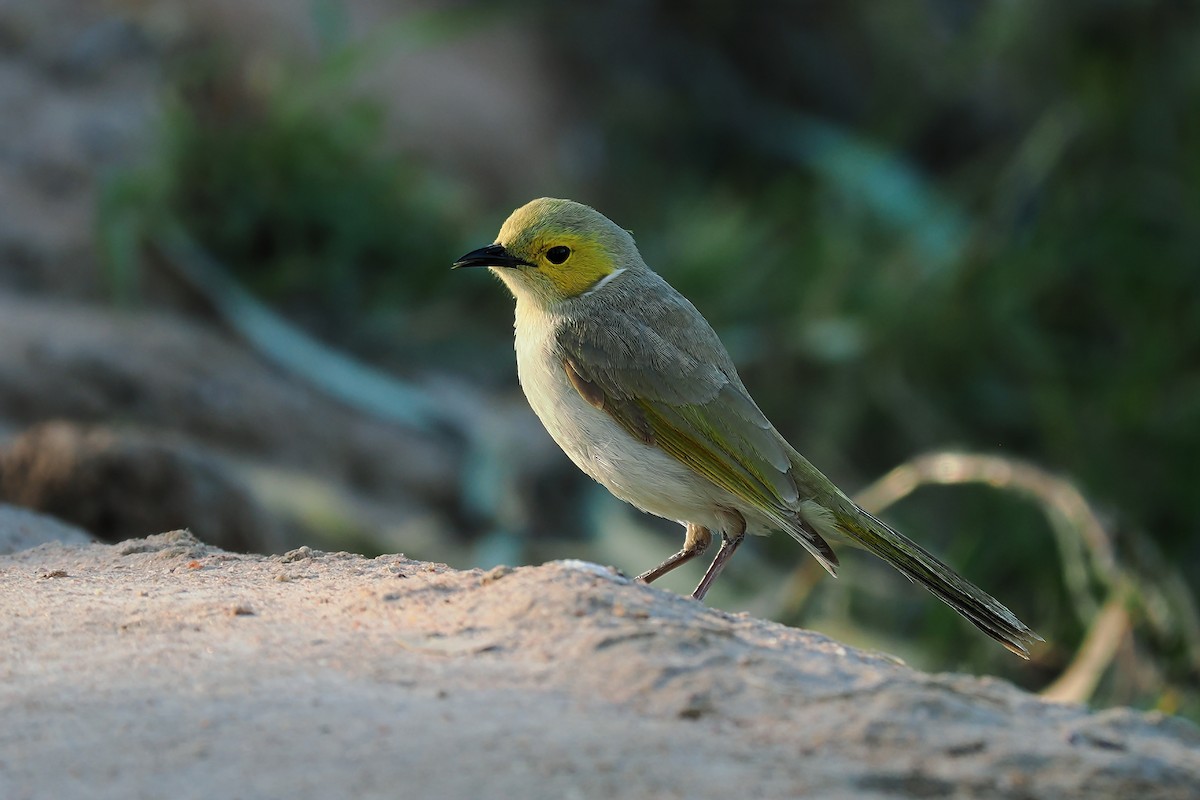 White-plumed Honeyeater - ML624149234