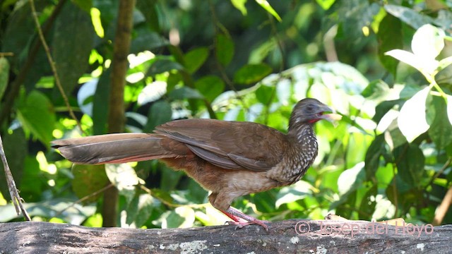 Speckled Chachalaca - ML624149251