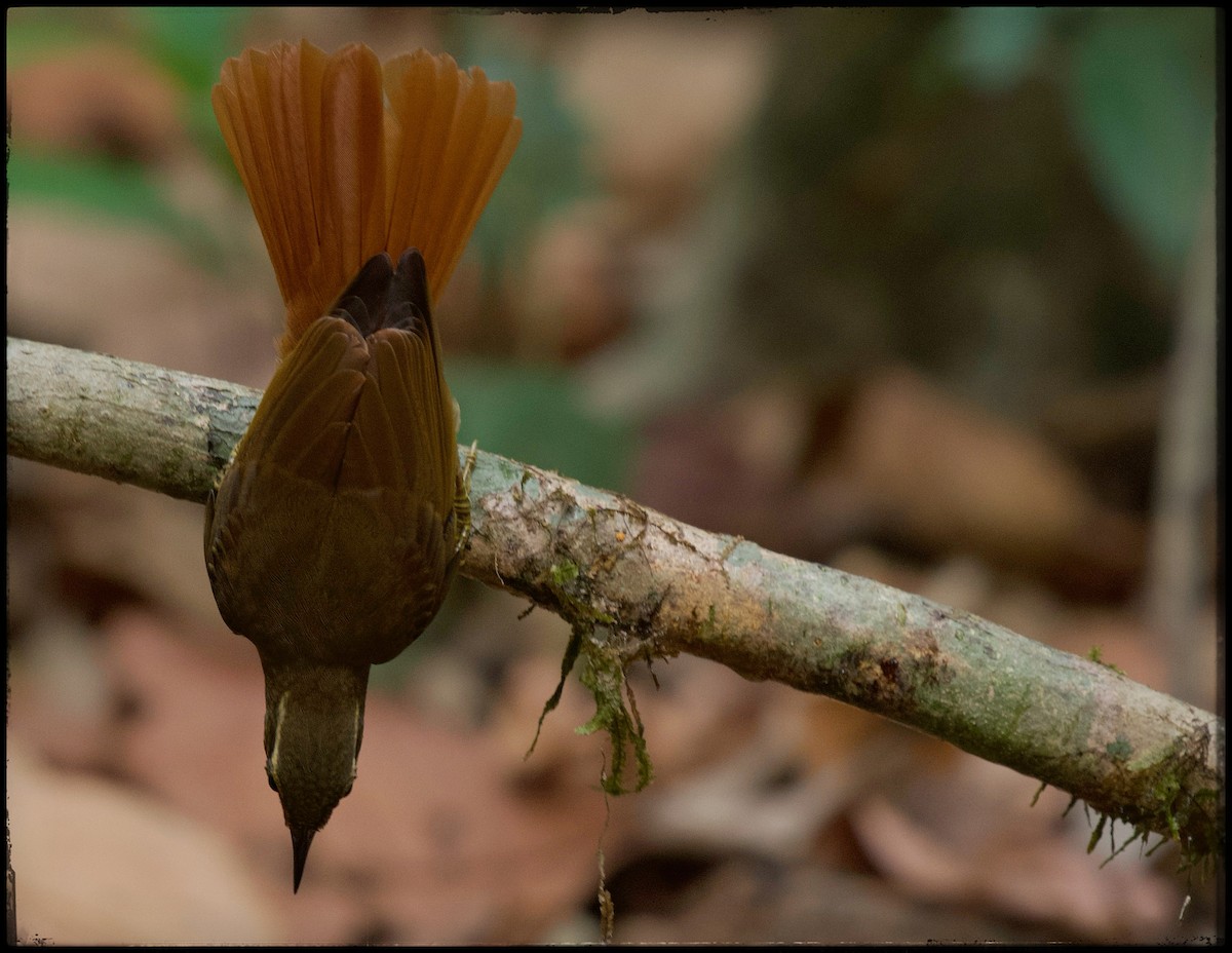 Rufous-rumped Foliage-gleaner - Beto Guido Méndez