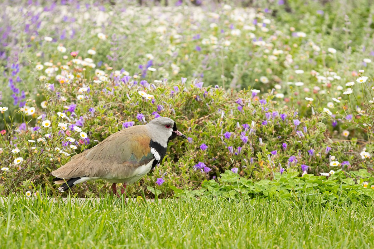 Southern Lapwing (chilensis/fretensis) - ML624149264