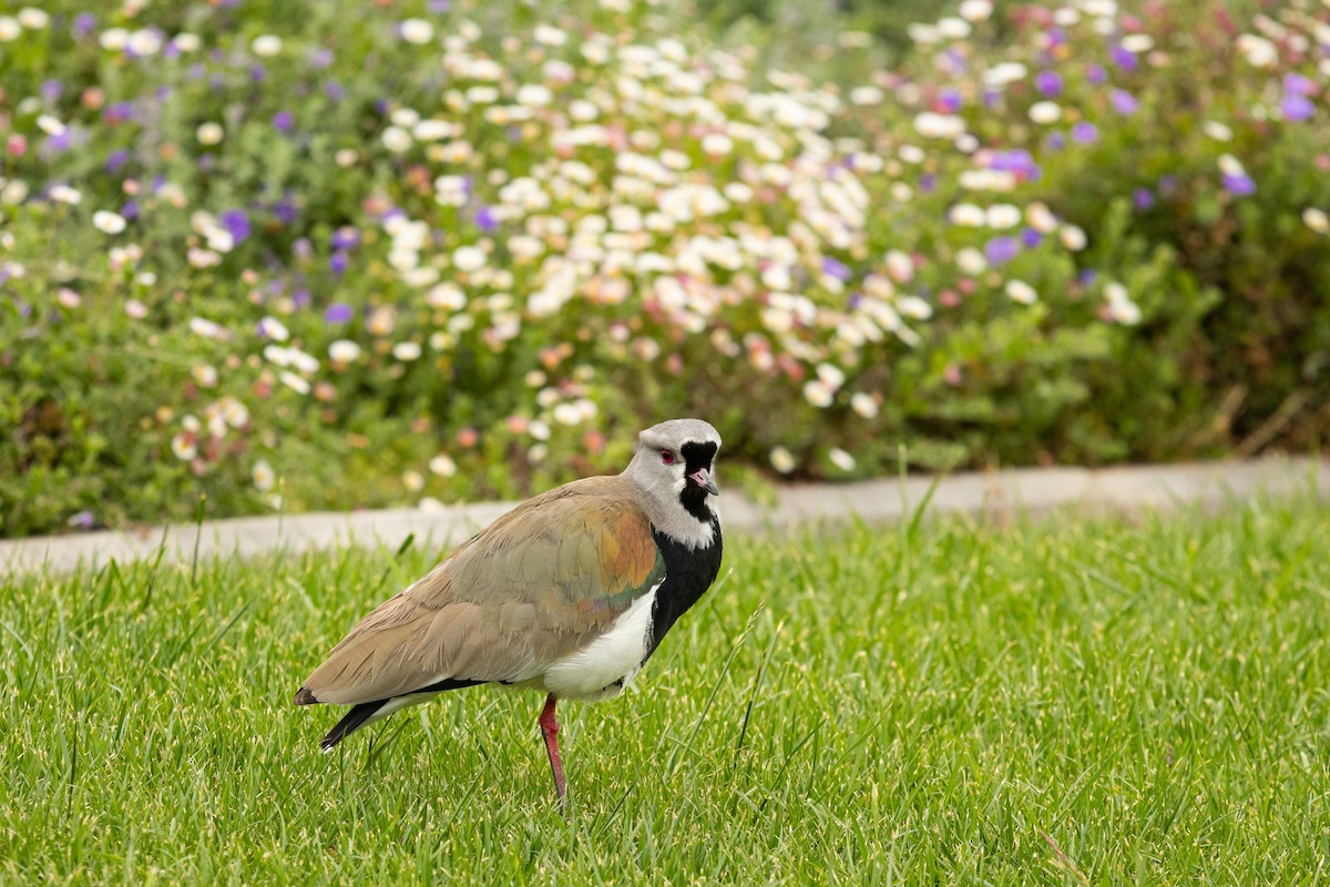 Southern Lapwing (chilensis/fretensis) - ML624149265