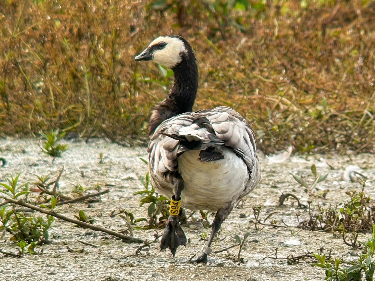 Barnacle Goose - ML624149291