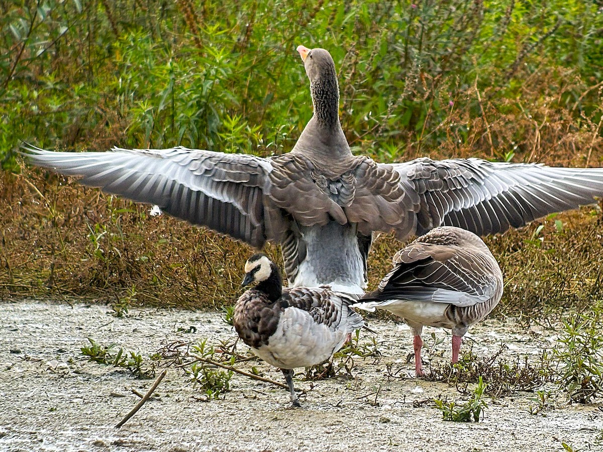 Barnacle Goose - ML624149292