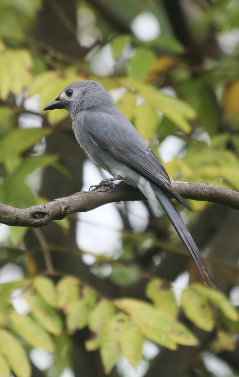 Ashy Drongo (Hainan/White-cheeked/White-lored) - ML624149314