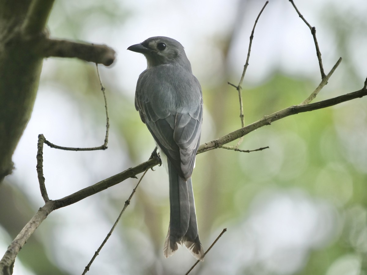 Ashy Drongo (Hainan/White-cheeked/White-lored) - ML624149316