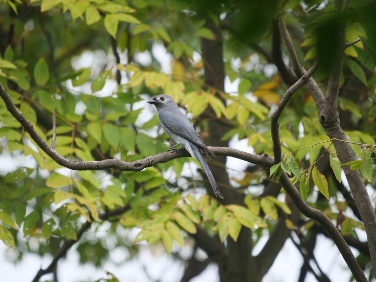 Ashy Drongo (Hainan/White-cheeked/White-lored) - 蒋 聪怡