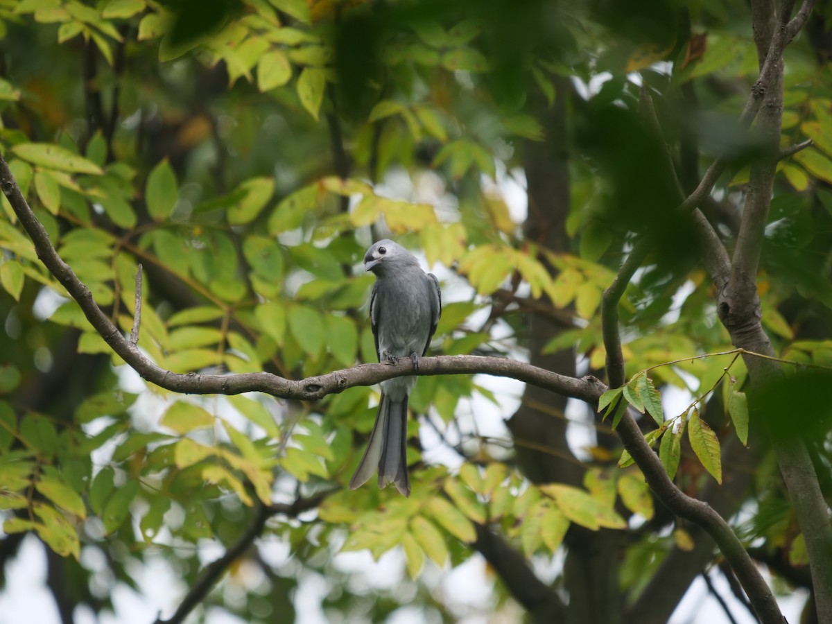 Ashy Drongo (Hainan/White-cheeked/White-lored) - ML624149319