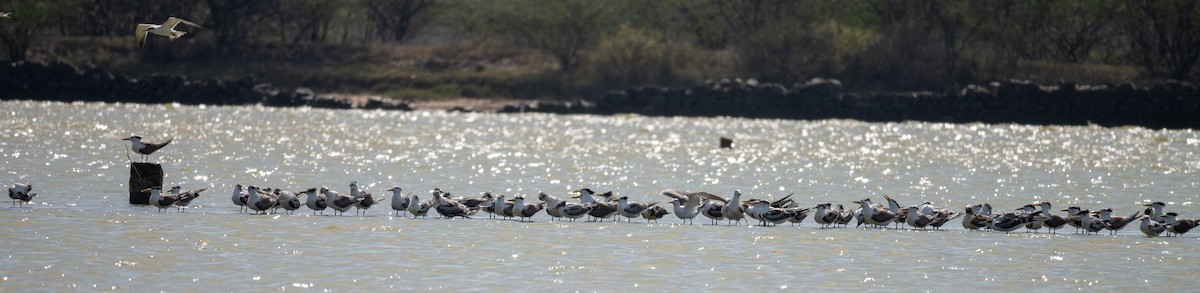 オオアジサシ - ML624149320