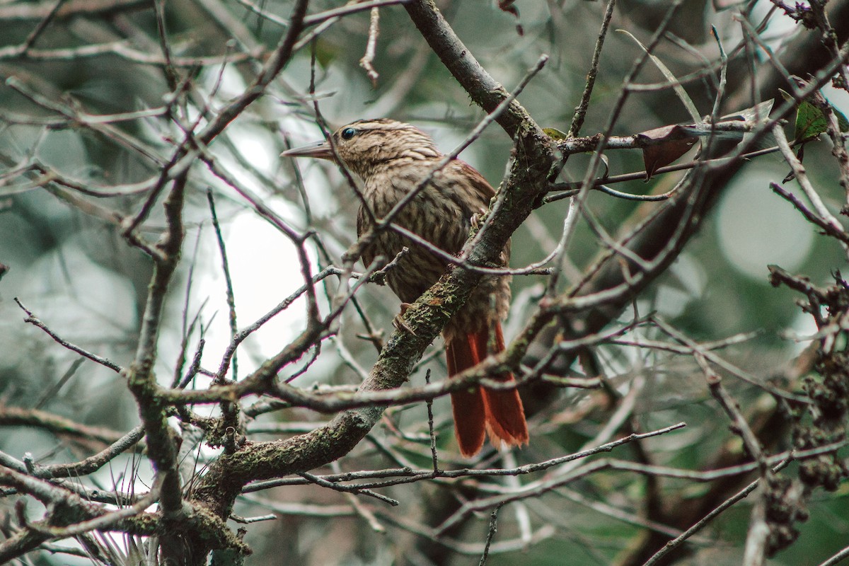 Pale-browed Treehunter - Alexandre Kretzschmar