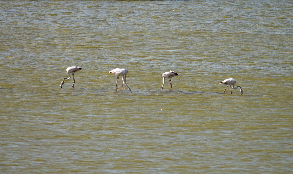 ヨーロッパフラミンゴ - ML624149329