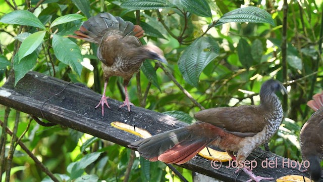 Speckled Chachalaca - ML624149331