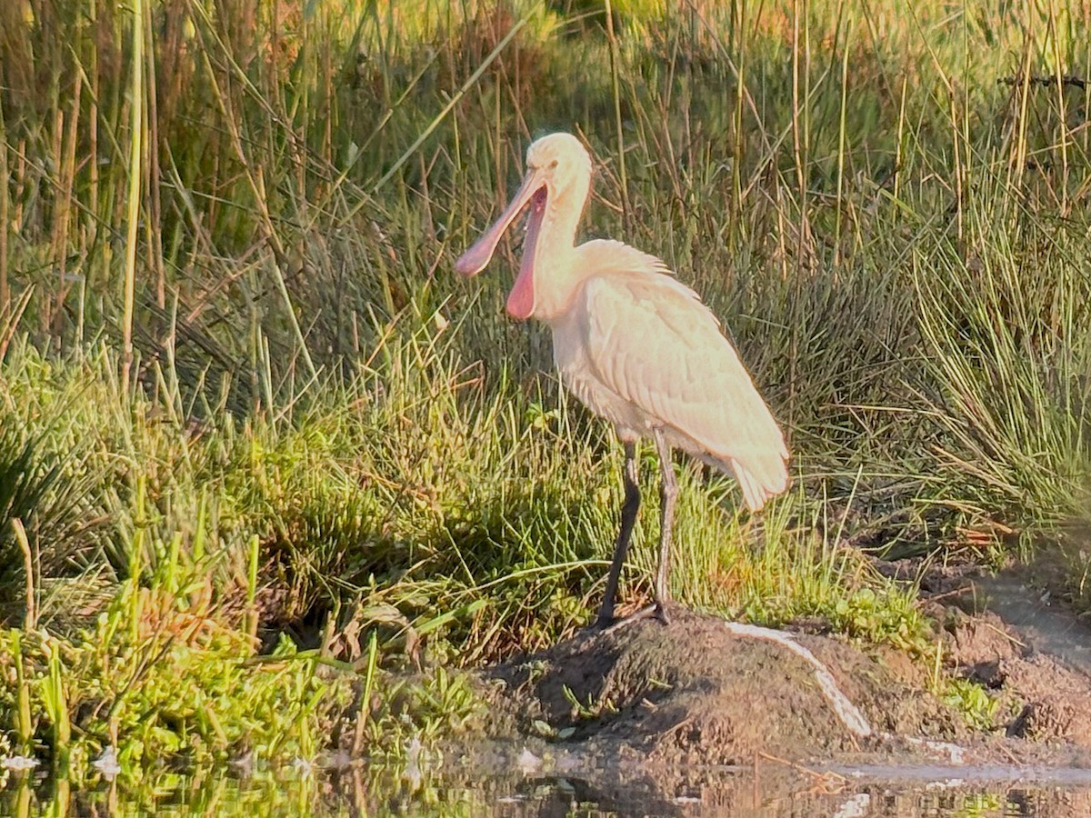 Eurasian Spoonbill - ML624149339