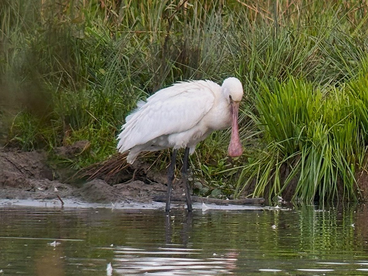 Eurasian Spoonbill - ML624149340