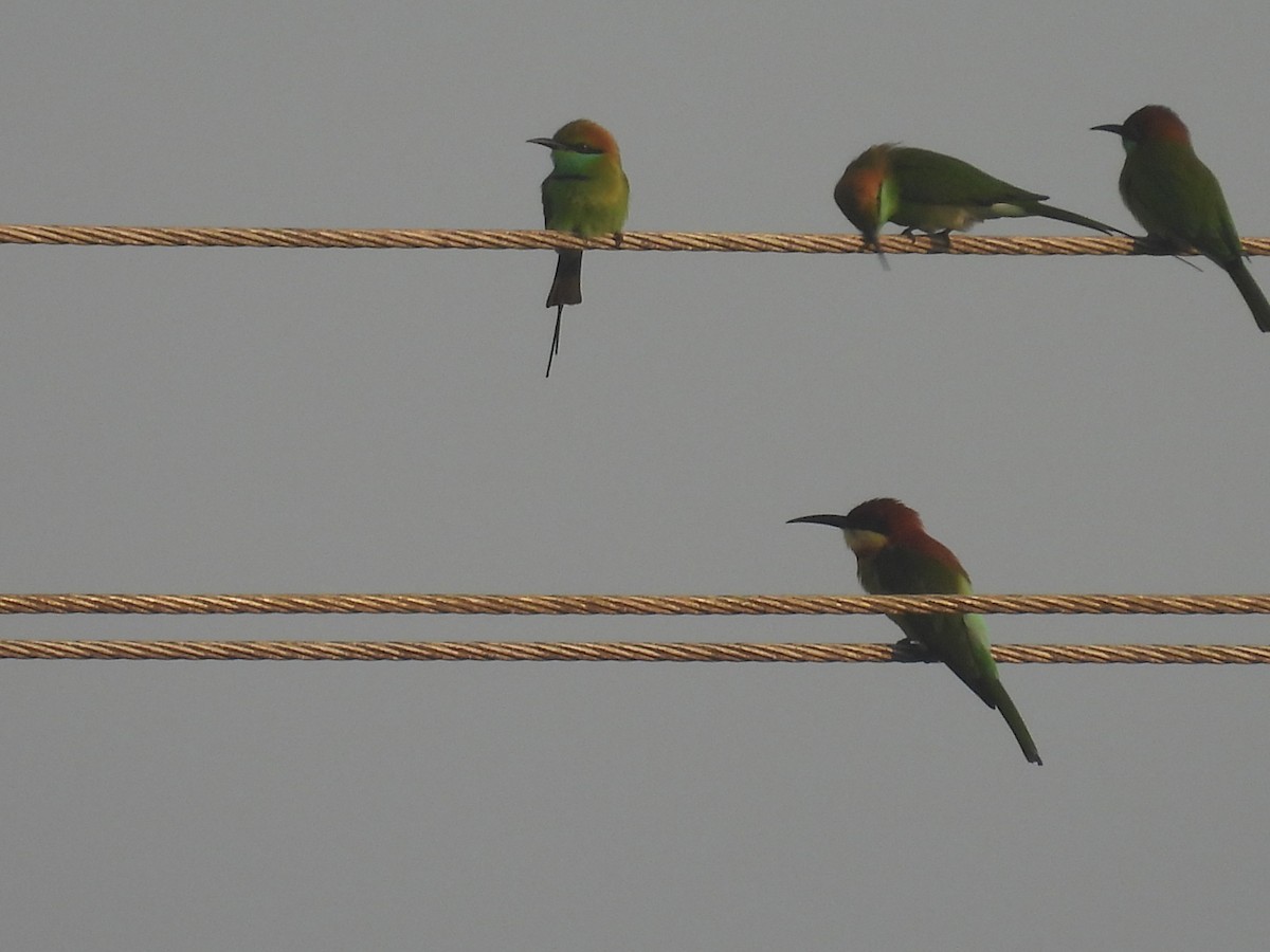 Asian Green Bee-eater - ML624149342