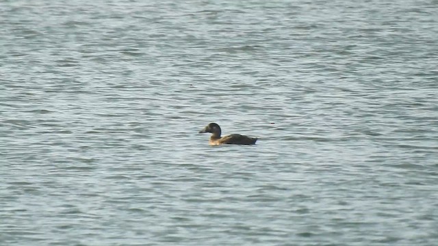 Surf Scoter - ML624149347