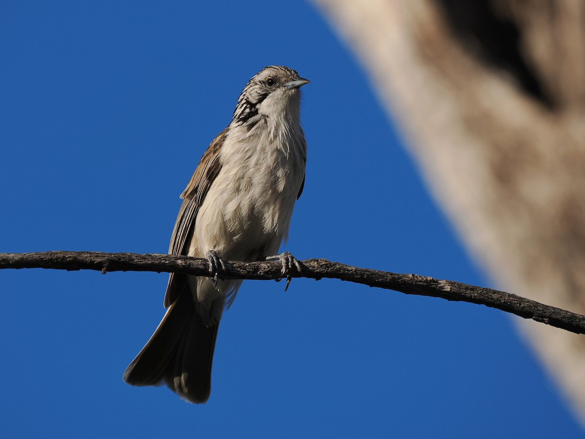 Striped Honeyeater - ML624149351