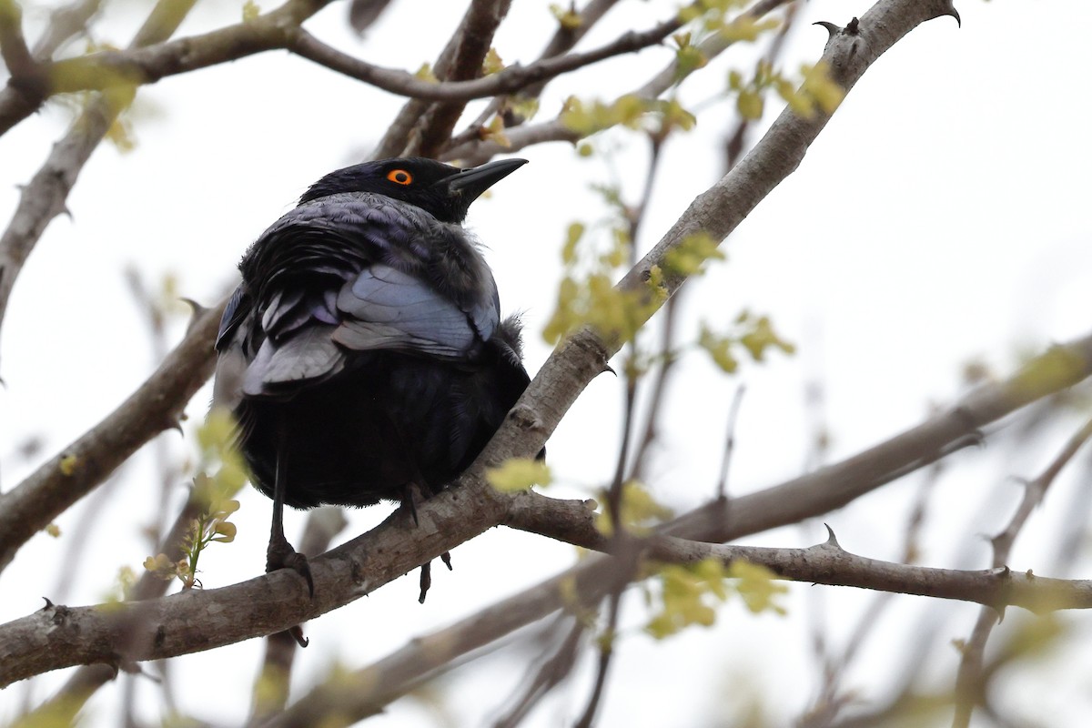 Cape Starling - ML624149369