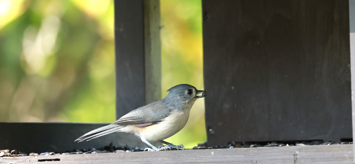 Tufted Titmouse - ML624149397