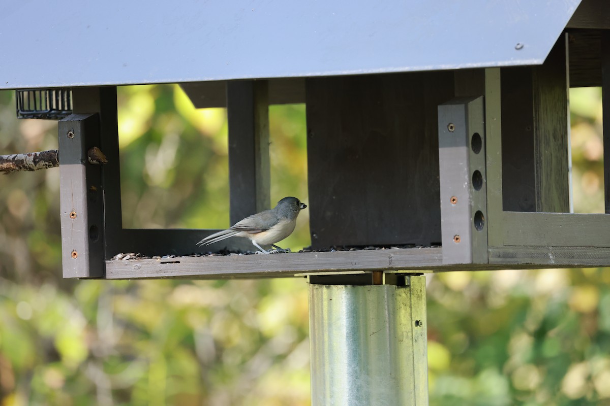 Tufted Titmouse - ML624149398