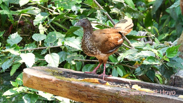 Speckled Chachalaca - ML624149404