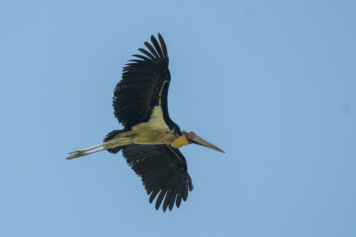 Lesser Adjutant - Suvadip Kundu