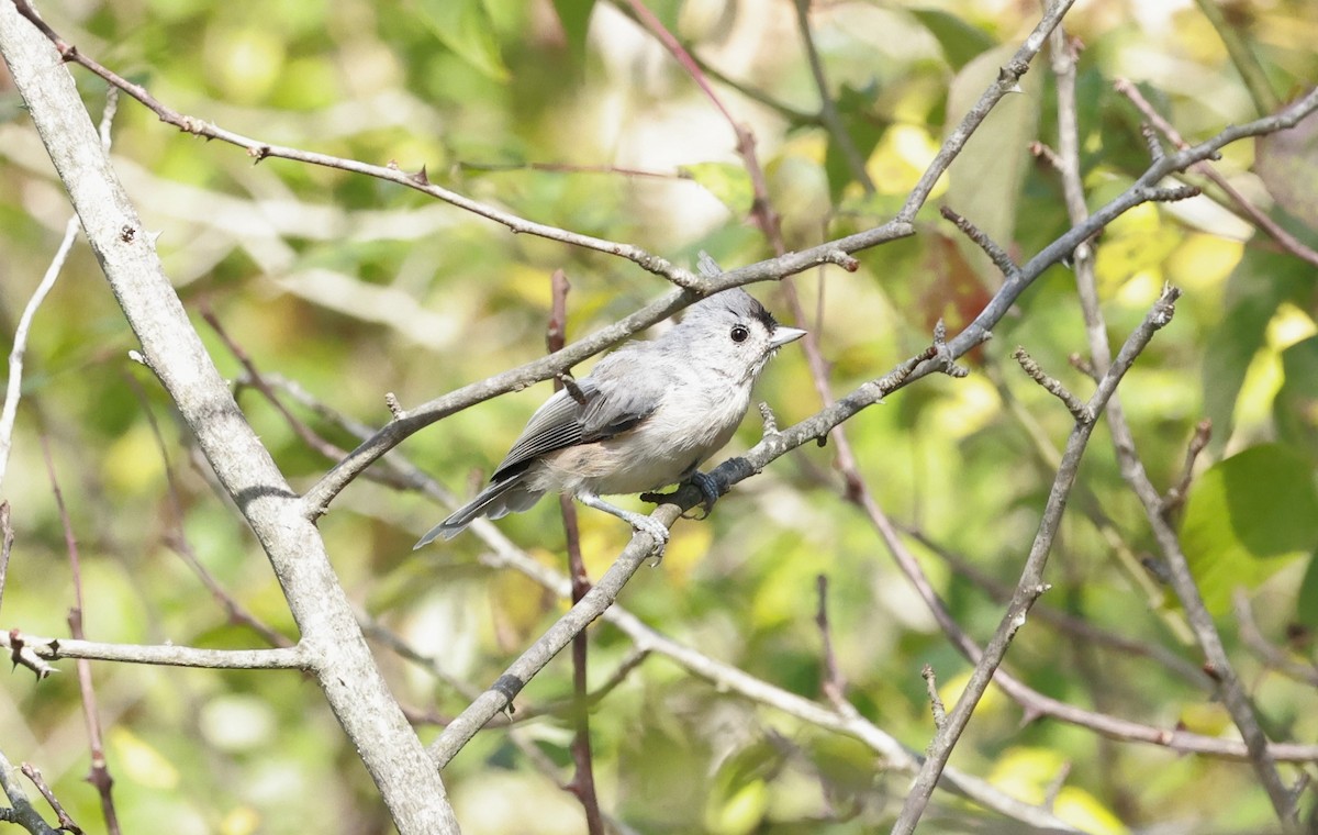 Tufted Titmouse - ML624149416