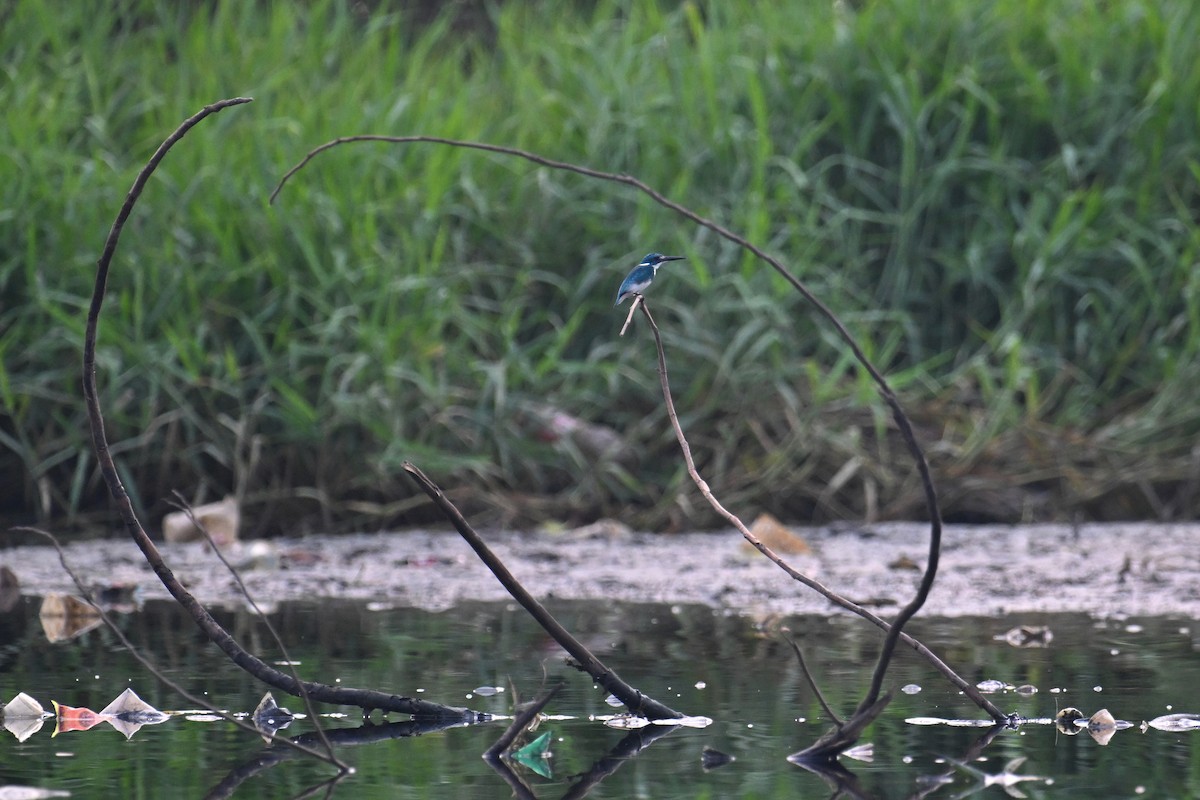 Small Blue Kingfisher - Ting-Wei (廷維) HUNG (洪)