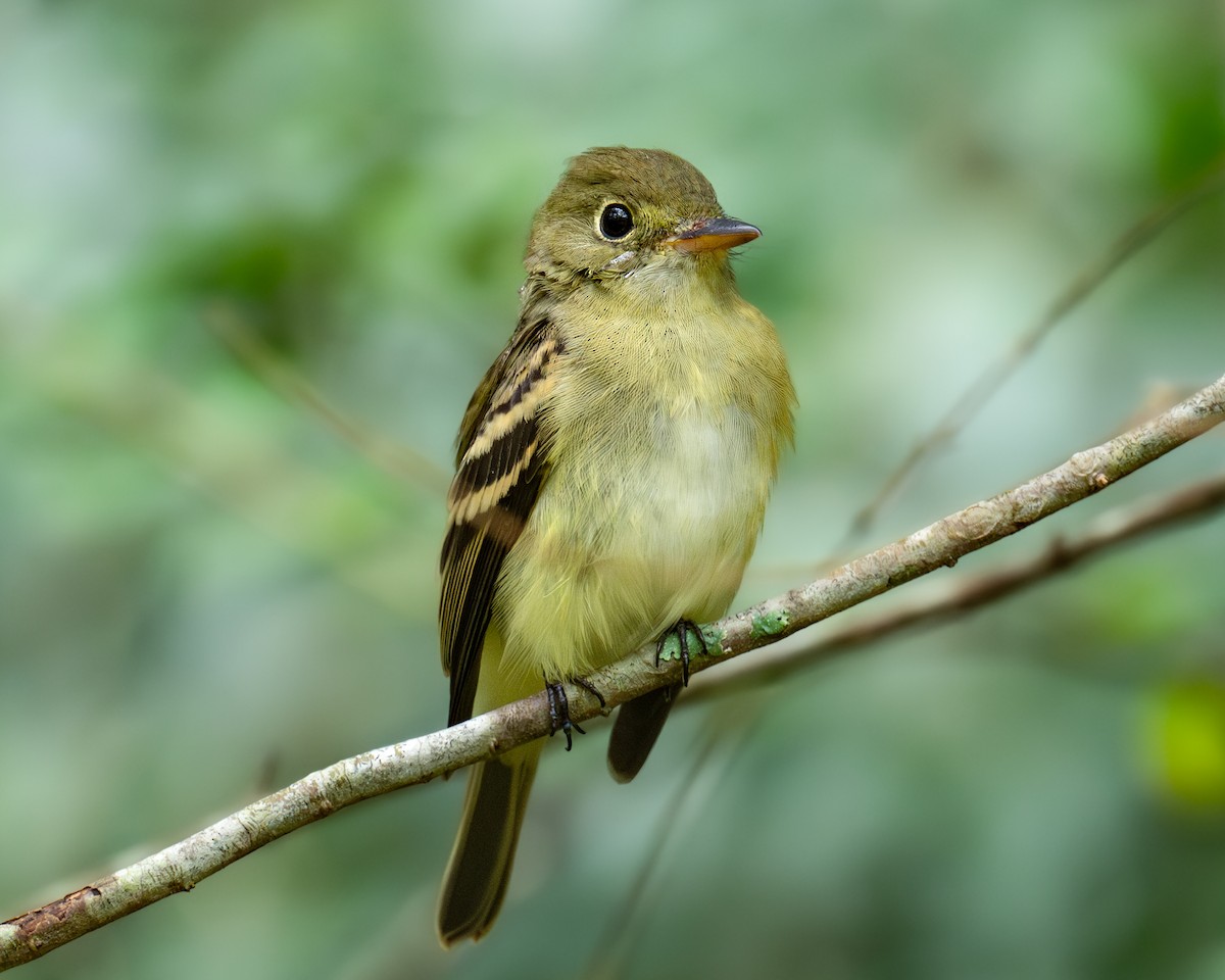 Empidonax sp. - ML624149444