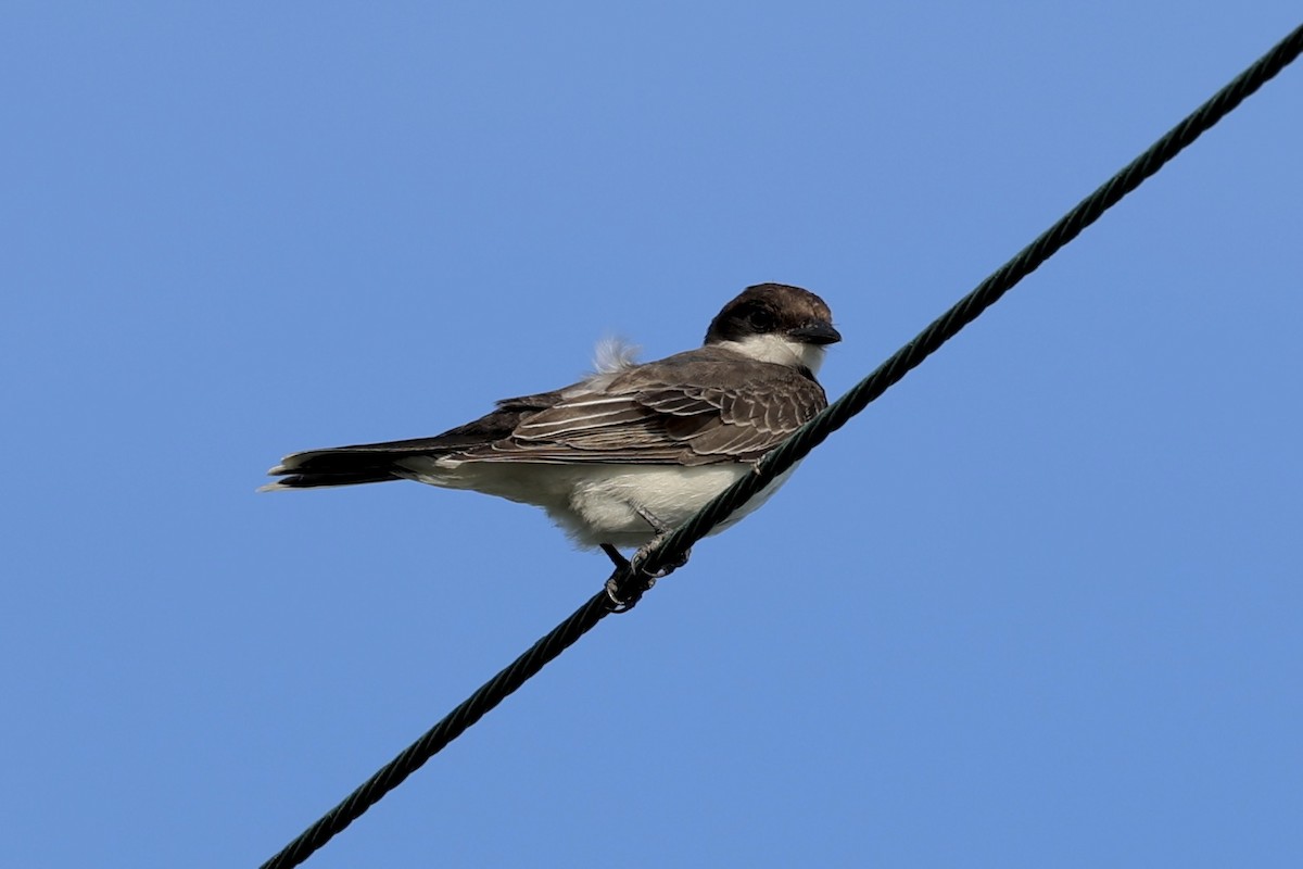 Eastern Kingbird - ML624149460