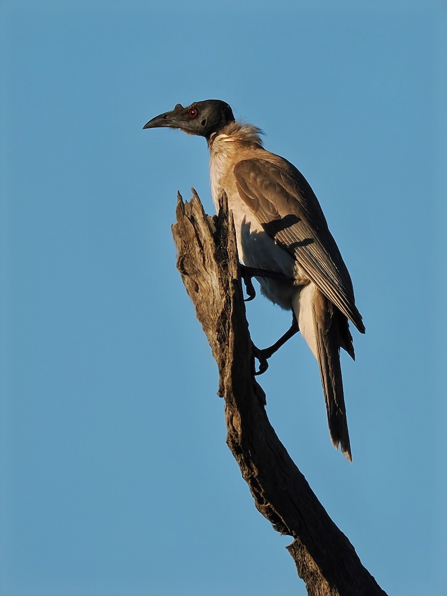 Noisy Friarbird - ML624149462