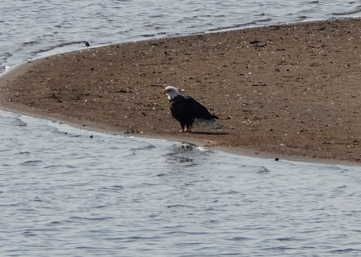 Bald Eagle - Peter Fang/ Gloria Smith