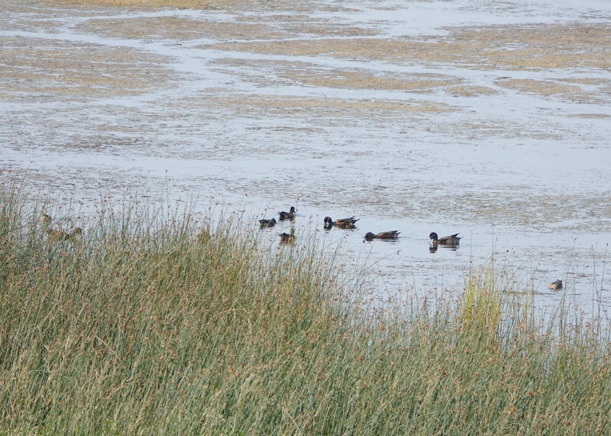 American Wigeon - Peter Fang/ Gloria Smith