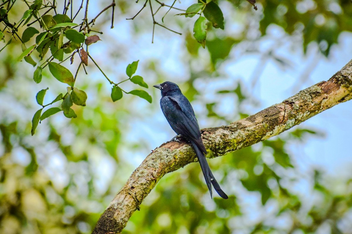 Drongo royal - ML624149477