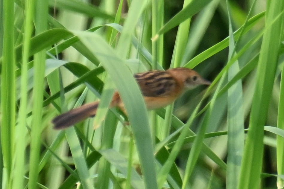 Cisticole à couronne dorée - ML624149505