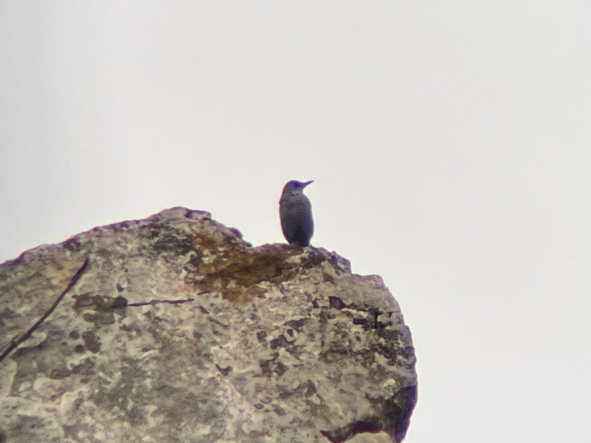 Blue Rock-Thrush - ML624149506